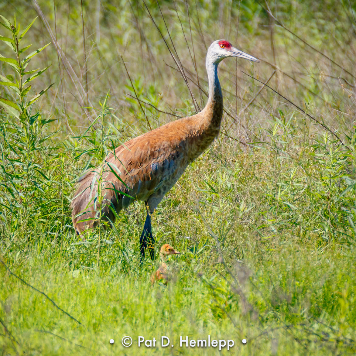 A Sandhill Crane walks with its baby, Slate Run Metro Park, Canal Winchester, Ohio.