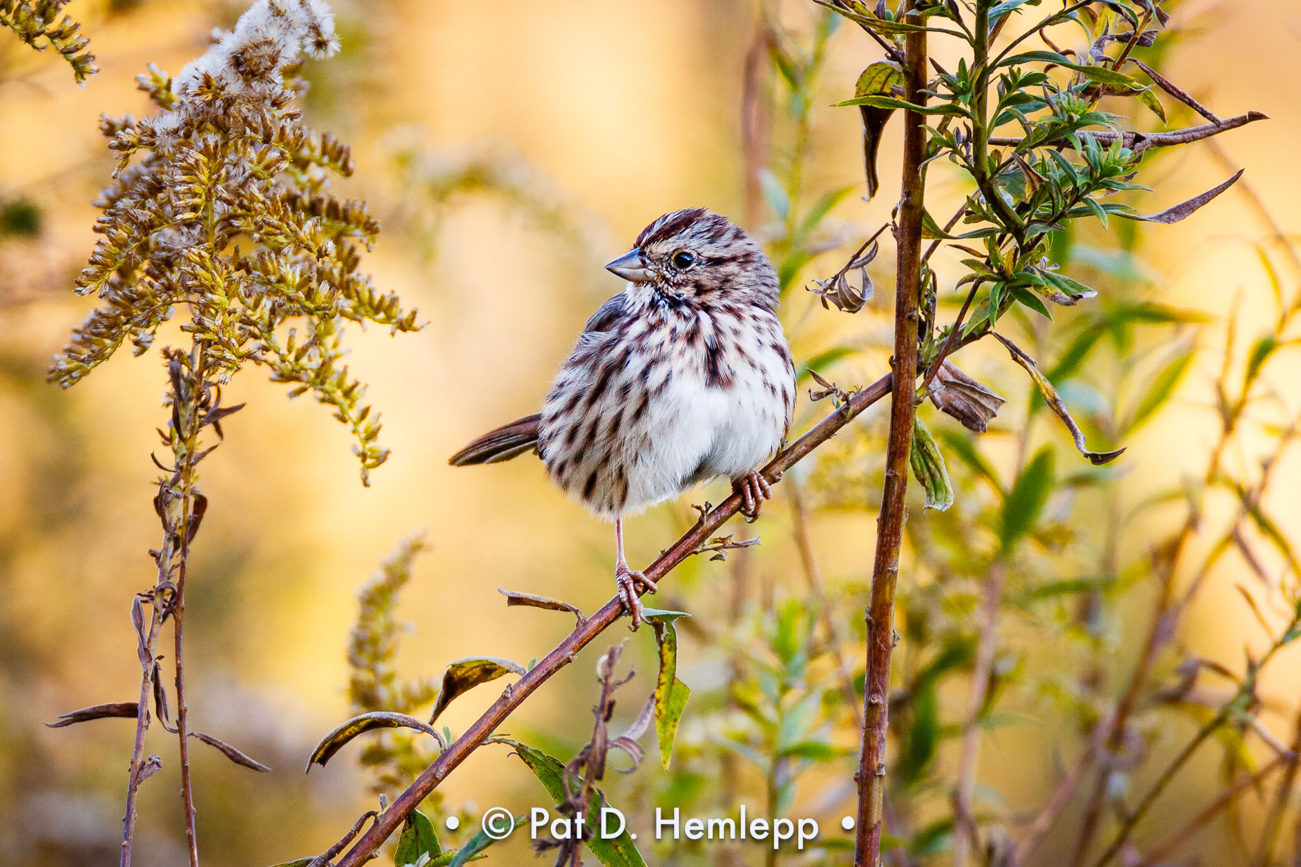 A Song Sparrow perches in a field in Sharon Woods Metro Park, Westerville, Ohio.