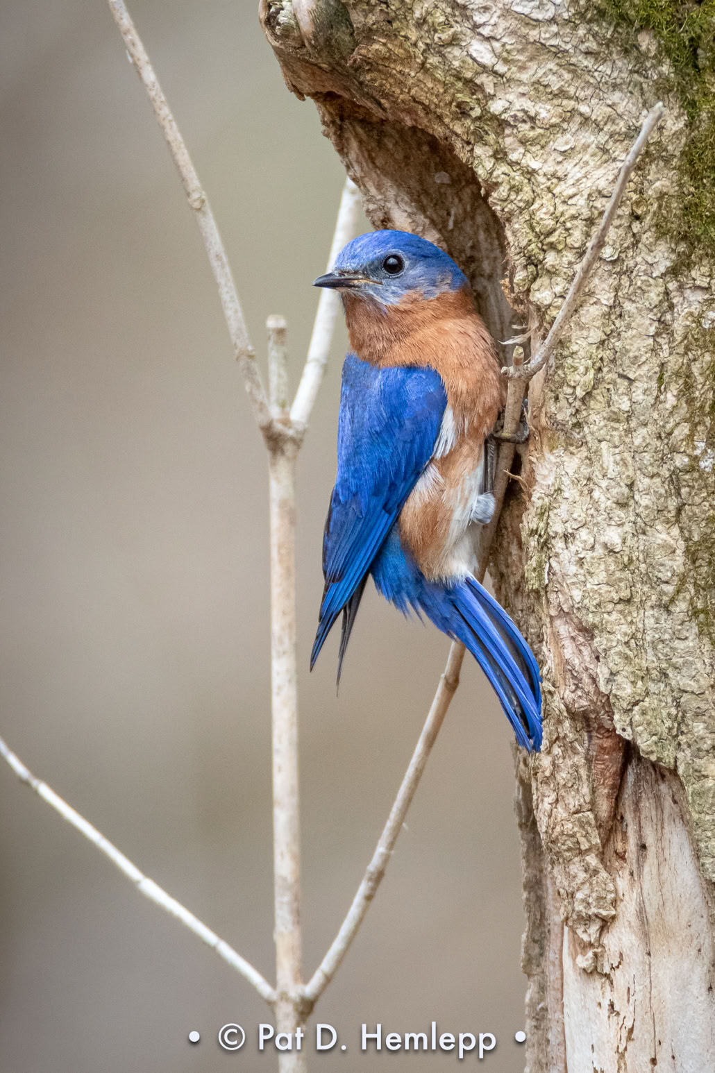 A male Eastern Bluebird looks around outside a potential nesting site in Sharon Woods Metro Park, Westerville, Ohio.