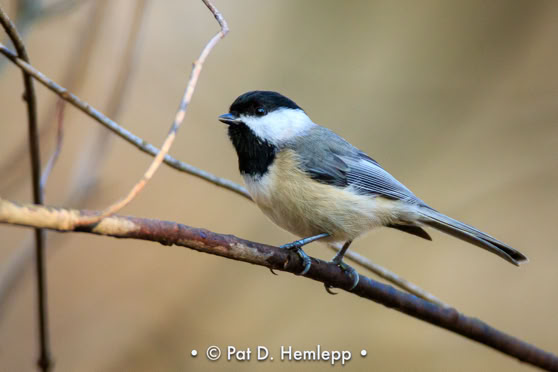 A Black-capped Chickadee perches on a branch in the forest in Sharon Woods Metro Park, Westerville, Ohio.